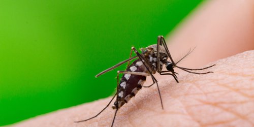 Brotes de dengue en comunidades de CDFDZ; intensifican medidas de prevención