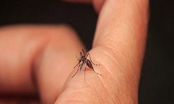 En menos de 20 años, el dengue se ha propagado a todo el estado