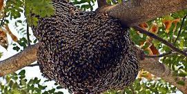 En la temporada de primavera se incrementan  los reportes de ataques de polinizadores