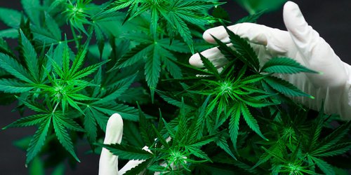 Reforma sobre despenalización de la mariguana esta incompleta: SEDENA