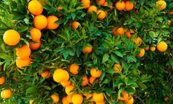 CdFdz coordina acciones con universidades para atender afectaciones por HLB en cítricos