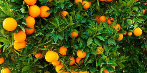 CdFdz coordina acciones con universidades para atender afectaciones por HLB en cítricos