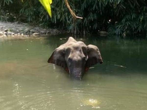 elefante.jpg