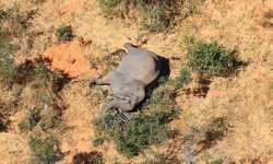 Bacteria mató a 300 elefantes en Botsuana