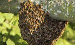 Por picadura de abejas, muere adulto mayor