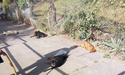 Indignación por envenenamiento masivo de perros en Los Ángeles y El Refugio