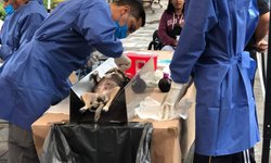 Invitan a jornada de esterilización canina y felina en Rioverde