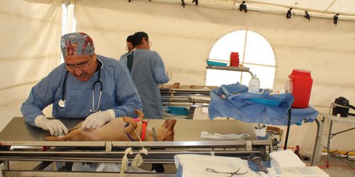 Programa "Visitando corazones" amplía atención con esterilizaciones de mascotas