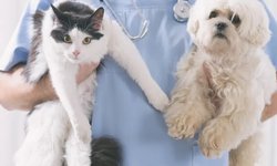 Más de 20 mil cirugías de esterilización canina y felina realizó el Centro Antirrábico en 2024