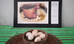 Se vendieron todas las pinturas de la exposición "Pancho Rancho"