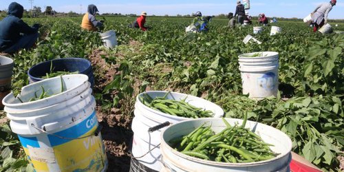 Abandonan a menor veracruzano en SLP, tras despedirlo de su trabajo en un sembradío