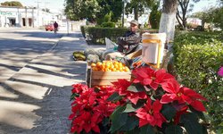 Mantienen precios en flor de nochebuena y productos para nacimiento