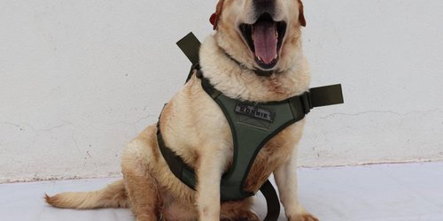 San Luis fortalece la protección animal con Foro Nacional