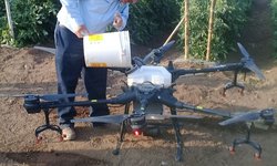 Fumigan con drone agrícola huertas del ejido El Refugio