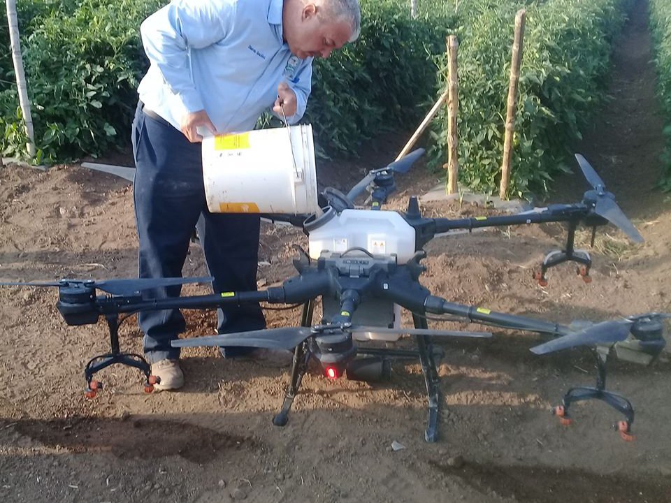 Fumigan con drone agr cola huertas del ejido El Refugio www