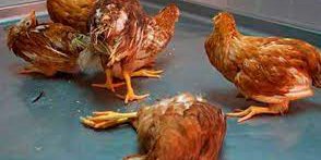 Alertan sobre enfermedad que causa muerte de pollos