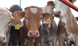 Proyectan instalar en El Balandrán laboratorio para detectar, controlar y prevenir enfermedades del ganado