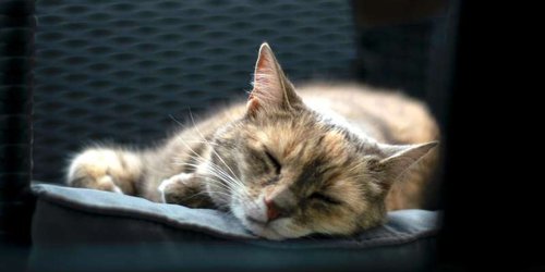 Gato doméstico da positivo de COVID–19 en Reino Unido