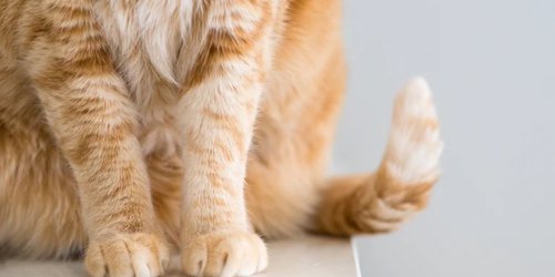 Terror en Azcapotzalco: captaron a un hombre devorándose un gato crudo a plena luz del día