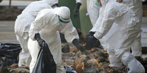 ¿Qué es la H5N6? Gripe aviar en Filipinas que amenaza al mundo entero