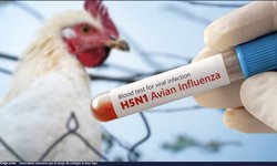 Confirman primer caso humano de influenza aviar A (H5N1) en México