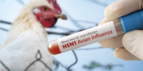 Confirman primer caso humano de influenza aviar A (H5N1) en México