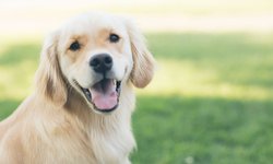 Así detectan los perros la COVID-19 incluso antes de tener síntomas
