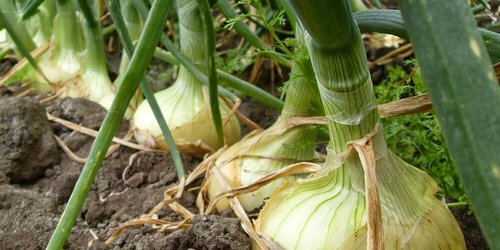 Relacionan brote de salmonelosis en EU con cebollas mexicanas