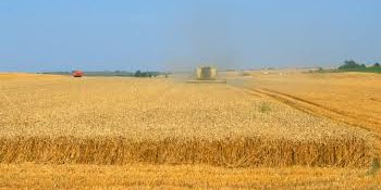 Conflicto Rusia-Ucrania dispara precio del maíz y trigo en México: Canacintra