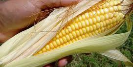 Planea Ayuntamiento de Rioverde apoyos agrícolas con semilla de maíz elotero y fertilizante