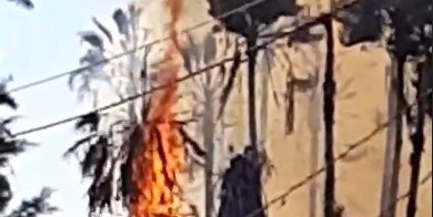 Incendio de palmeras cerca del CBTA 120