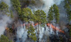 Por ola de calor, se incrementan incendios forestales en México
