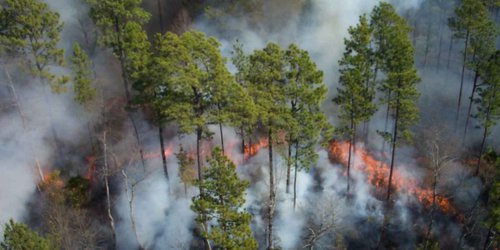 Por ola de calor, se incrementan incendios forestales en México