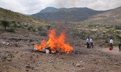 Incineran FGR y SEDENA más de media tonelada de narcóticos decomisados en SLP