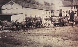 Hoy celebran Día del Azucarero familias obreras de los cuatro Ingenios de SLP