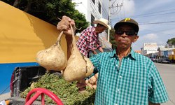 Las jícamas de agua “gigantes” de San Sebastián: Las mas ricas de la región