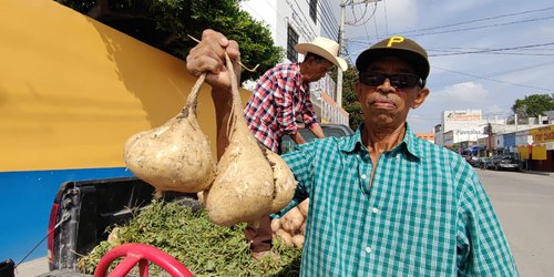 Las jícamas de agua “gigantes” de San Sebastián: Las mas ricas de la región