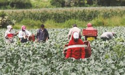 Piden garantizar acceso salud y respetar derechos laborales y humanos de jornaleros