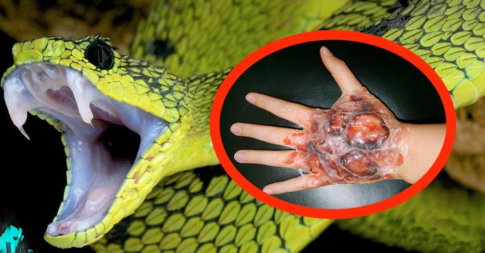 la-serpiente-mas-venenosa-del-mundo-MI RIOVERDE.jpg