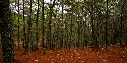 Decomisaron madera abandonada en sierra de Rioverde