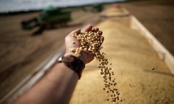 México compra mayor parte de maíz EEUU en casi un año