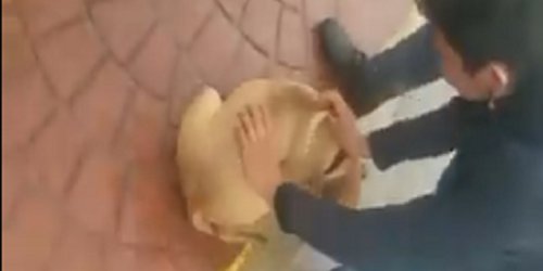 Sujeto lanza a perrito al río, exigen justicia