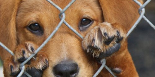 Maltrato animal se castigará con hasta dos años de cárcel y multas en NL