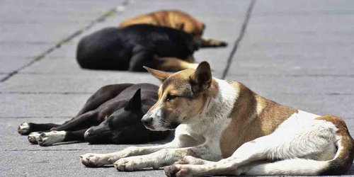 Logra la FGE vinculación a proceso por tres caninos afectados con vidrios en su comida