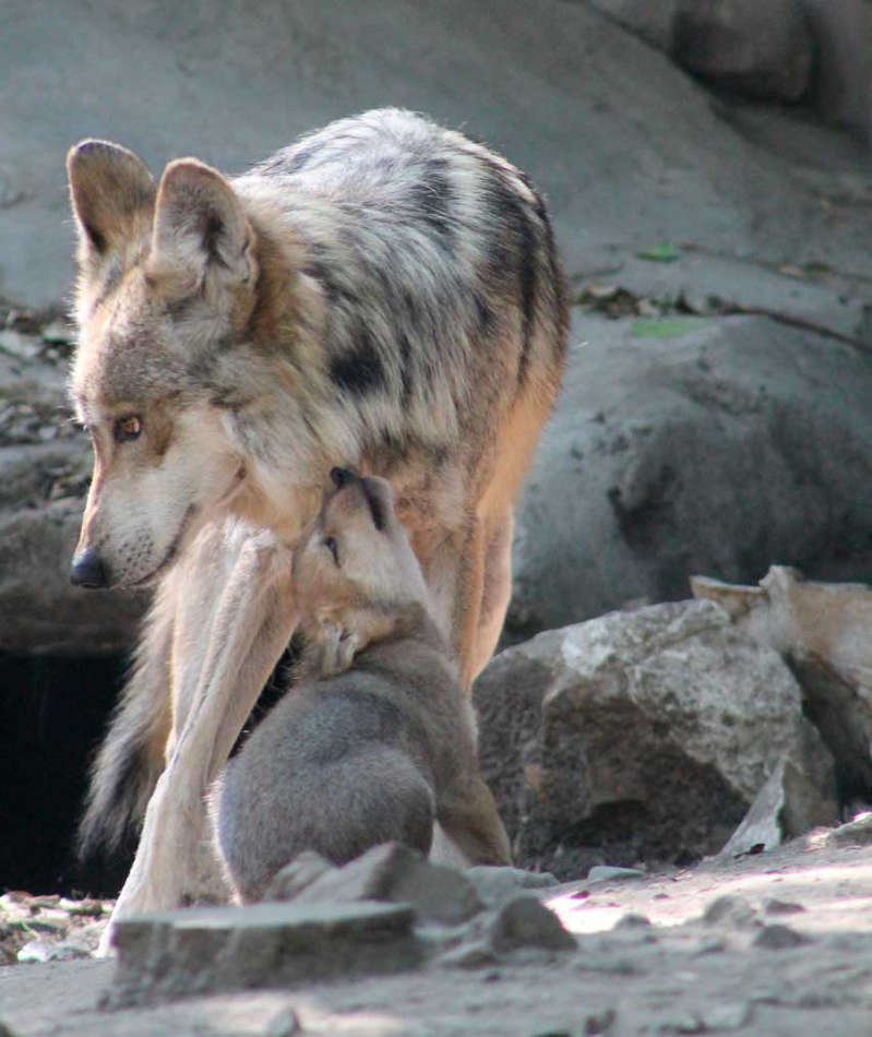 mama-lobo-mexicano-y-sus-crias.jpg