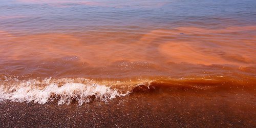 ¿A qué se debe la presencia de marea roja detectada en playas de Oaxaca?