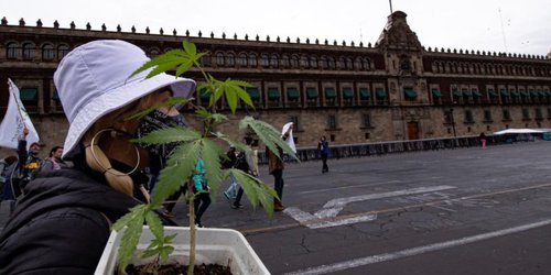 La Suprema Corte declara inconstitucional la prohibición al uso lúdico de la marihuana