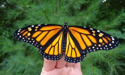 Mariposas monarcas comienzan a verse en México: llegan las primeras de la épica travesía del norte del continente hasta Michoacán