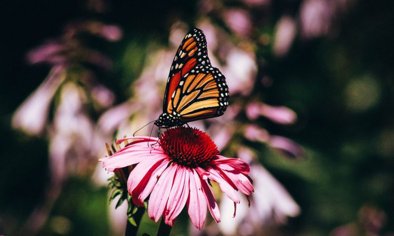 mariposa-monarca.jpg