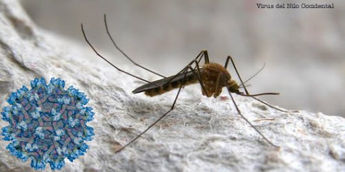 Dos muertos y 23 hospitalizadas debido a brote del virus del Nilo Occidental en España